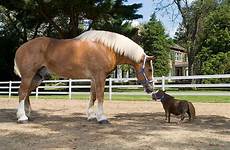horse smallest jake thumbelina tallest cheval dwarf fox8 breeds 5cms inches