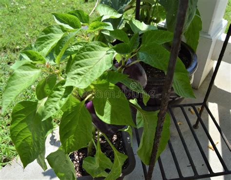 Two Purple Peppers Growing From A Vine In A Brown Pot In The Sunshine