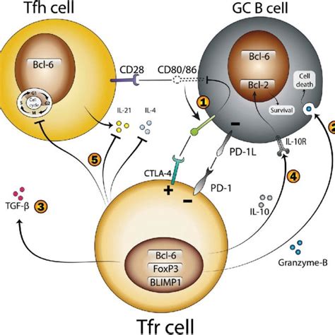 Schematic View Of Tfr Cells Controlling The Actions Of Tfh And B Cells