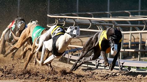 Iowas Last Dog Track To Close End Live Greyhound Races In The State