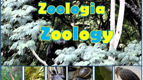 Zoologia Estuda O Que