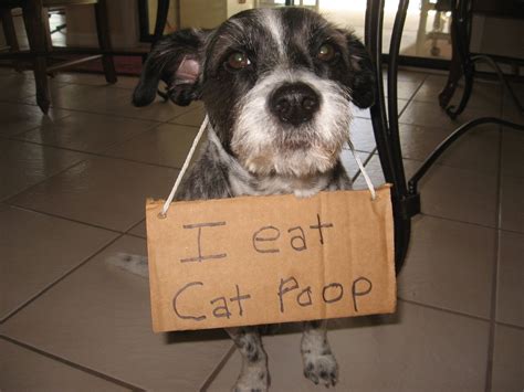 Why Cat Eats Poop At Vincent Betts Blog