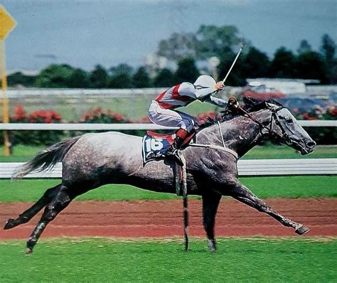 Salieri ch 1980 thoroughbred (usa) accipiter b 1971 thoroughbred (usa) damascus* b 16.0 1964 thoroughbred (usa) sword dancer* ch 1956: Pin on Racehorses of Stature