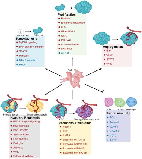 Frontiers The Versatile Roles Of Cancer Associated Fibroblasts In