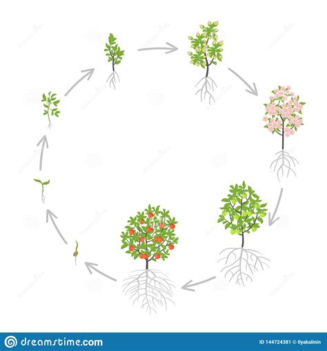 The seven stages of the trees life our infancy, youth, prime, middle age, senior, twilight, and death. Apple Tree Growth Stages. Vector Illustration. Ripening Period Progression. Fruit Tree Life ...