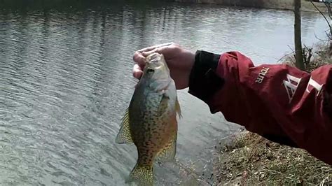 Catching Crappies On Minnow Rigs Panfish Series Youtube