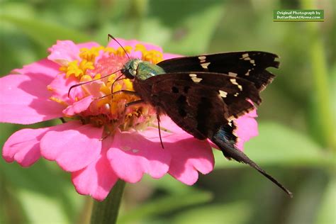 Texas Butterflies Species Resources Texas Butterfly Centers