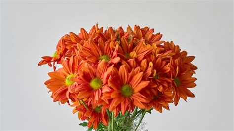 Premium Photo Orange Flowers On White Background