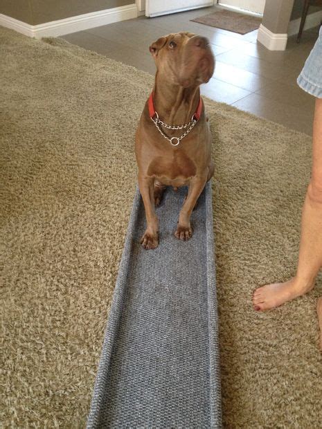 Diy Dog Ramp How To Build A Ramp For Your Dog 7 Designs — Naive Pets