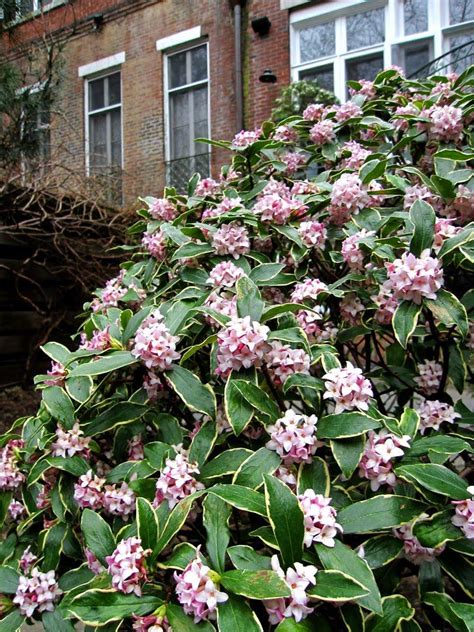 Unusual foliage color variegated other: front
