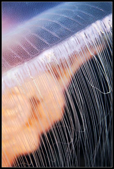 Jellyfish Tentacles Close Up Smithsonian Ocean