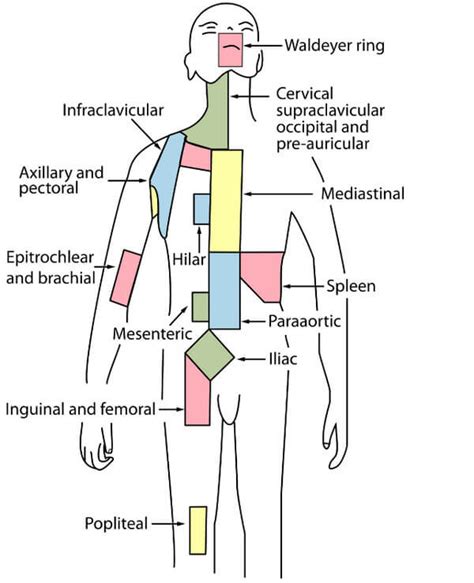 Lymph Nodes Pictures Location Axillary Cervical Inguinal