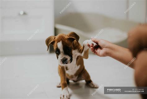Mão De Colheita Segurando A Pata Do Cachorro — Cachorrinho Domesticado