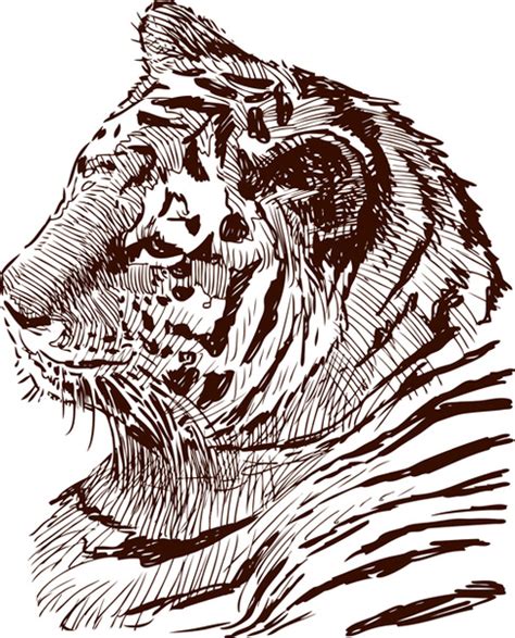 Hand Drawing Tiger Vector Vectors Graphic Art Designs In Editable Ai