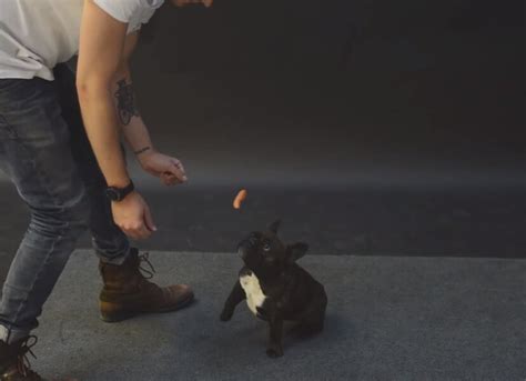 Magician Jose Ahonen Levitates Hot Dogs In Front Of Dogs Thrillist