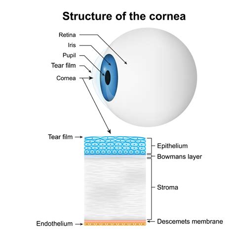 What Does The Cornea Do Eye Consultants Of Fargo