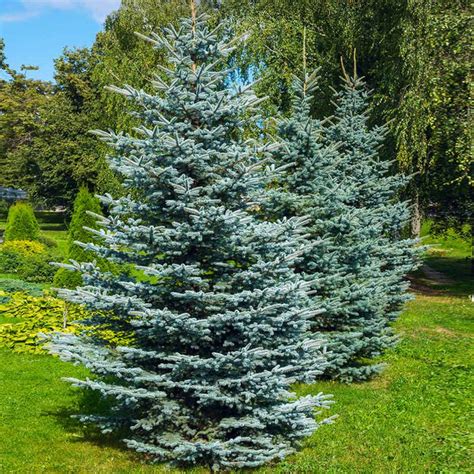 Colorado Blue Spruce Trees For Sale
