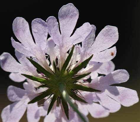 This page shows the track record and history of gale fournier j. Colombaire (Scabiosa columbaria) | Caprifoliacée (ex-Dipsaca… | Flickr