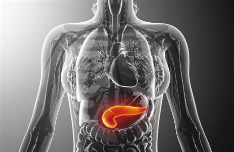 What Does The Pancreas Do Pancreas Function And Location
