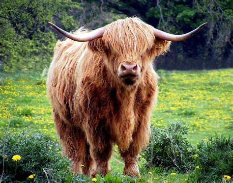 Free Photo Cow Bull Horns Coat Shaggy Free Image On Pixabay 431729