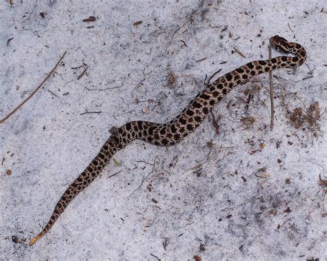 Cottonmouth Snake Pygmy Rattlesnake North American Insects And Spiders