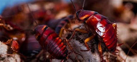 Genome Of American Cockroach Sequenced For The First Time