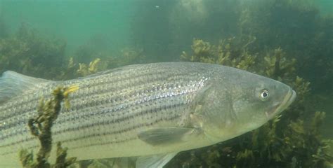 Amazing Underwater Footage Of Striped Bass In Their Natural Habitat