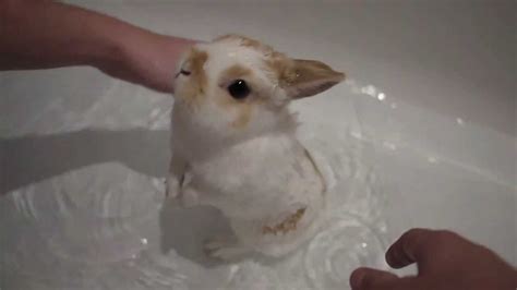 A rabbit can go through life quite happily without a bath, but some pet rabbits will need a little help from time to time, particularly as they age. Cute little bunny having a bath - YouTube