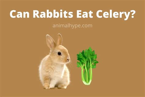 Can Rabbits Eat Celery Animal Hype