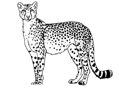 Cartoon Cheetah Coloring Pages