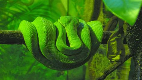 Gambar kartun ular naga lucu / gambar pelekat clipart ular yang dilukis dengan tangan dengan ilustrasi comel clipart ular seni klip ular hijau png dan psd untuk muat turun percuma : Kumpulan Berbagai Gambar Ular
