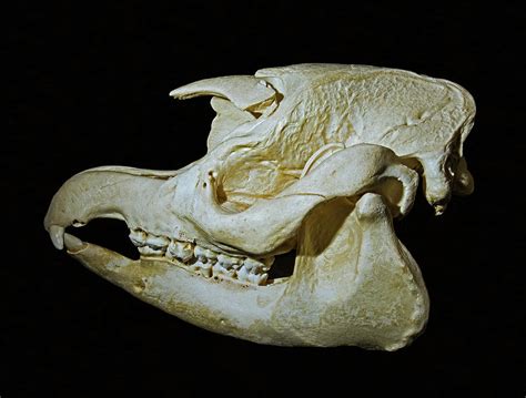 Malayan Tapir Skull Photograph By Millard H Sharp Pixels