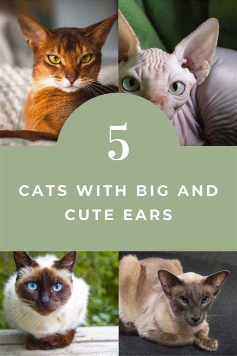 Cats With Big Ears Are All The Rage Right Now Get Yourself One In 2021