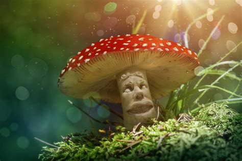 Where To Find Psychedelic Mushrooms For Ocd Treatment