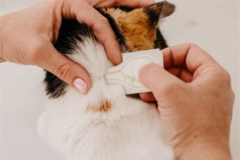 How To Apply Flea Treatment Where When And Why