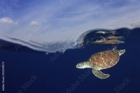Sea Turtle Over Under Split Photo Half And Half Stock Photo And