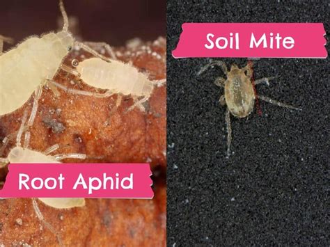 Do You Have Root Aphids Or Soil Mites With Comparison Table