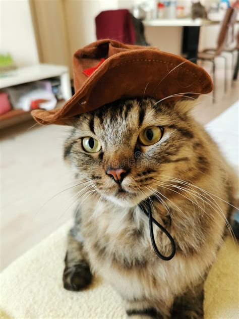 An Image Of Male Cat With Brown Cowboy Hat Stock Photo Image Of