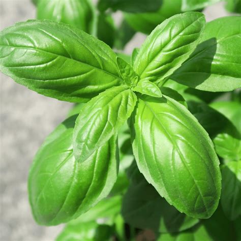 Sweet Basil Herb Plants For Sale Growjoy Inc