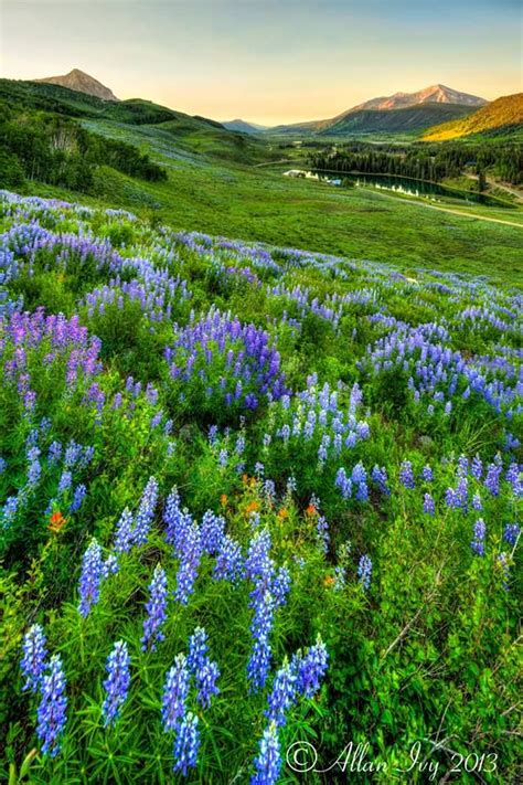 Wildflowers The Wildflower Capital Of Colorado Offering Incredible