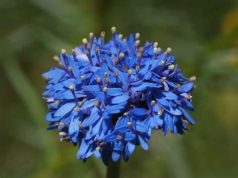 Blue Pincushion Brunonia Australis Is A Perennial Herb That Grows