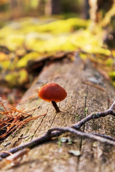 A Brown Mushroom Growing From A Tree Branch Stock Photo Image Of Fall