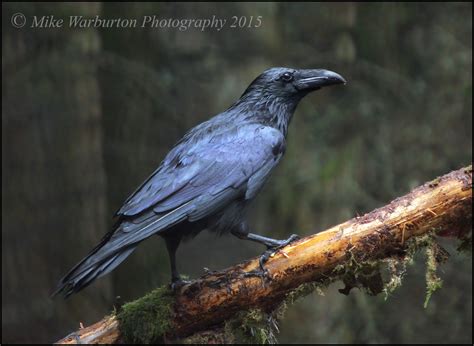 Forest Raven Talk Photography