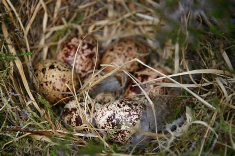 Grouse Eggs Grouse Nest On Clisham Lewis Neil Grandison Flickr