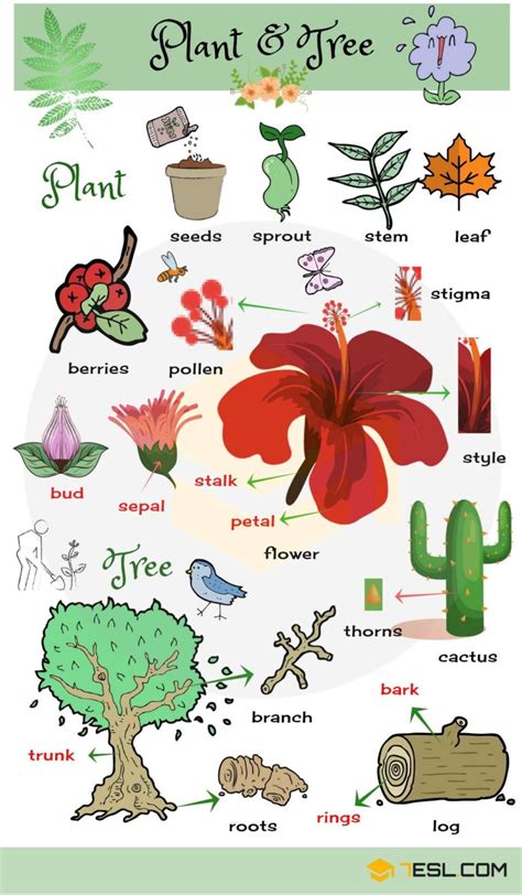 List Of Plant And Flower Names In English With Pictures • 7esl