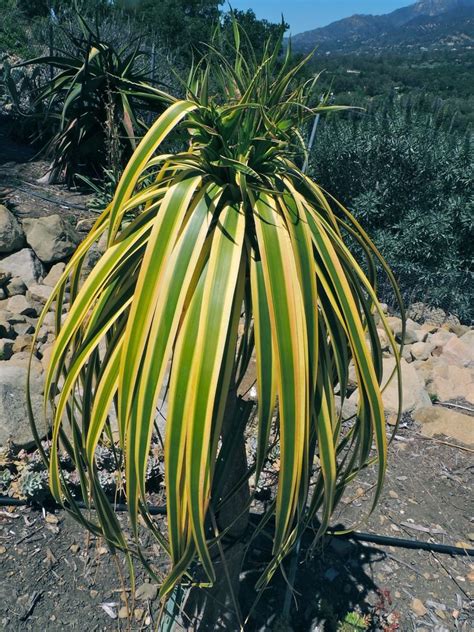 Have a look at the little things you need to do for a nice star cactus plant thriving in your home. PlantFiles Pictures: Beaucarnea, Bottle Palm, Variegated ...