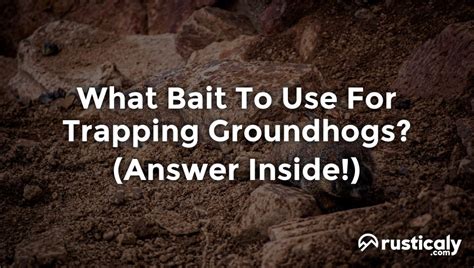 What Bait To Use For Trapping Groundhogs? (Answer Inside!)