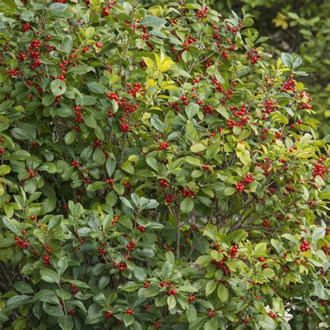gardens alive 16 oz white winter red winterberry ilex flowering shrub in pot in the shrubs