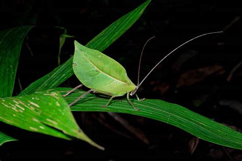 Katydid Insect Amazon Rainforest Wildlife Stock Photos Pictures