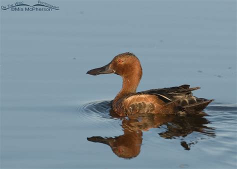 Cinnamon Teal Images Mia Mcphersons On The Wing Photography